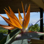 Bird of Paradise at Xandari restaurant Bird of Paradise at Xandari restaurant