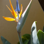 Bird of Paradise at Xandari restaurant Bird of Paradise at Xandari restaurant