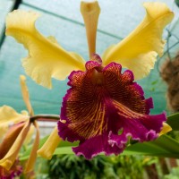 Prize-winning orchid gardens at Xandari, Alajuela, Costa Rica