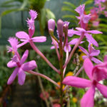 Prize-winning orchid gardens at Xandari, Alajuela, Costa Rica Pink orchids at Xandari, Alajuela, Costa Rica