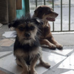 Mocha y Pelulu block the gates while we load the car, they don't want to be left behind. Mocha y Pelulu block the gates while we load the car, they don't want to be left behind.