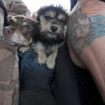 Mocha, Pelulu, and Julio's tattoo in the Samurai on our way to Montezuma Mocha, Pelulu, and Julio's tattoo in the Samurai on our way to Montezuma