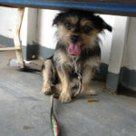 Pelulu hiding under a bench, a little unsure of the rocking movement of the boat Dog hiding under a bench on the Puntarenas Ferry