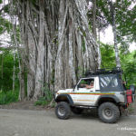 estrangulado arbol estrangulado arbol, a tree that is bigger than the Samurai