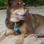 She eats everything, even sand Dog with sand all over her face