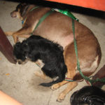 Dogs exhausted after a day of adventure Dogs resting under the table at the restaurant