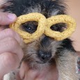 Bizcochos Dolce Gabbana Imagine our surprise this morning when we opened the fresh bag of bizcochos and found Dolce Gabbana Bizcochos for the doggies!!! ...