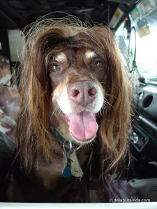 Mocha has her party wig on, Las Fiestas, Guanacaste, Costa Rica 2010 Mocha has her party wig on, Las Fiestas, Guanacaste, Costa Rica 2010