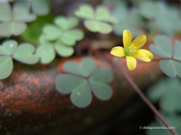 Rainforest Flower, Costa Rica Tiny yellow flower and clovers