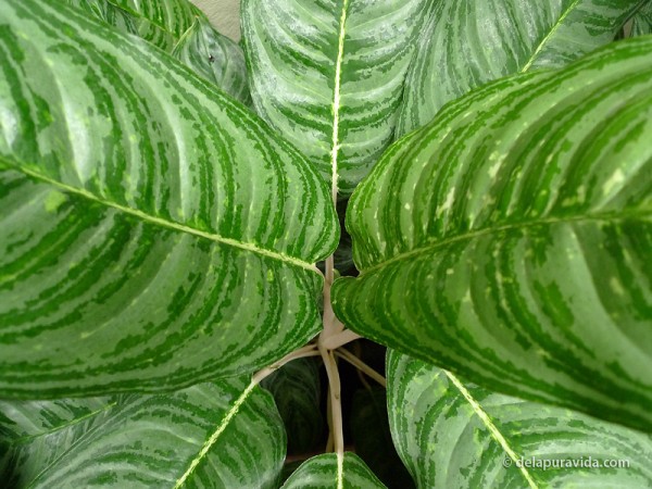 Rainforest Costa Rica Rainforest Foliage