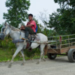 A local Tico living near Pavones, Costa Rica Tico riding a horse and pulling a cart.