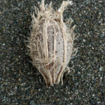 Almendro seed on the beach in Pavones, Costa Rica Almendro seed on the beach in Pavones, Costa Rica