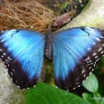 Butterfly Photos On a clear day, I can walk outside and be surrounded by dozens of butterflies fluttering around. This is another reason why I love living in Costa Rica!