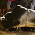There can be anywhere from a handful to hundreds of people in the ring at one time and the object of the game is to get the bull to chase you while you cleverly avoid his stalk and eventually his stomp.
