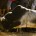 There can be anywhere from a handful to hundreds of people in the ring at one time and the object of the game is to get the bull to chase you while you cleverly avoid his stalk and eventually his stomp.