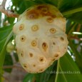 Noni fruit sucks! Noni fruit is reported to have miraculous life prolonging properties, but you need a gas mask to cover the odor and 10 tons of sugar to disguise the putrid taste.