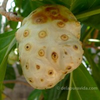 noni fruit