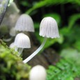 Photo: Costa Rica waterfall mushrooms Tiny Costa Rica waterfall mushrooms, little fairy umbrellas!