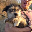 Silly Pelulu paddles Hilarious video of my dog swimming in the air!