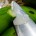 Guineos are an important ingredient in a lot of delicious Costa Rican sauces, but what are they and how do you prepare them?