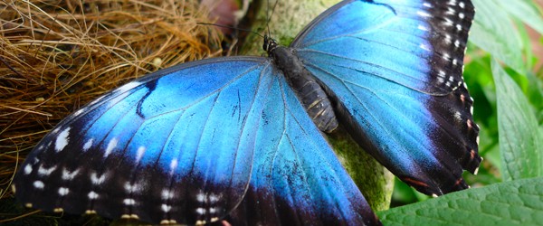 It’s easy to find yourself surrounded by lush green jungle, a kaleidoscope of flowers, and a menagerie of animals. You can even have this in your backyard if you wish. For me, this is a huge part of the magic of Costa Rica and the main reason I chose to live and work here.
