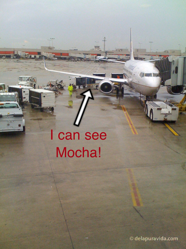 Dog being loaded onto an airplane