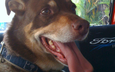 Taking the Doggies with me to the Doctor!