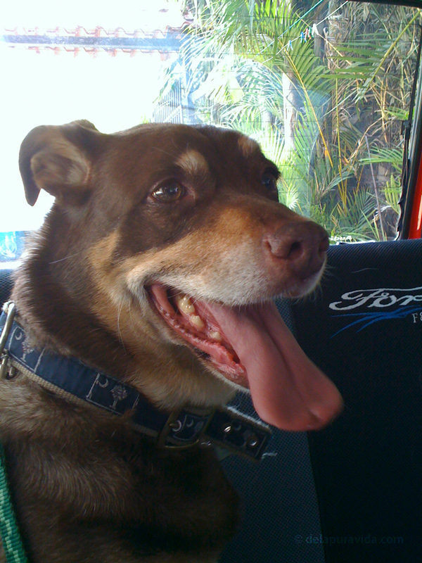 dog with a really long tongue