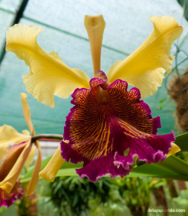 Prize-winning orchid gardens at Xandari, Alajuela, Costa Rica