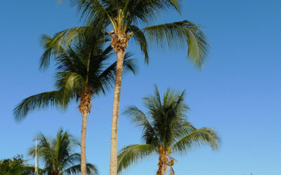 What Does Pura Vida Mean, Anyway?