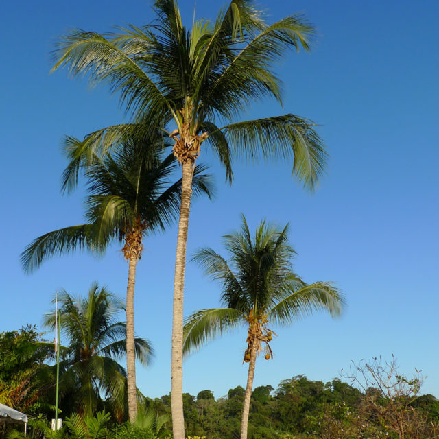 Costa Rica palm trees