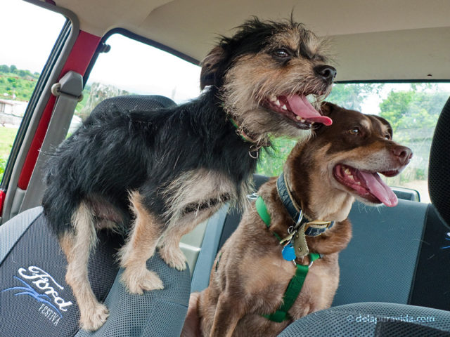 Our dog standing on the top of a headrest in the car