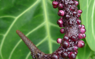 Advantage of Living in a Rainforest: Effortless Gardens