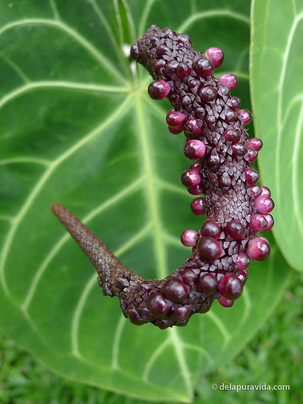 Crazy purple bumpy plant