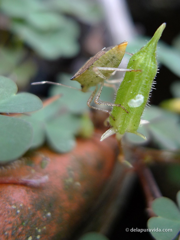 Tiny green insect