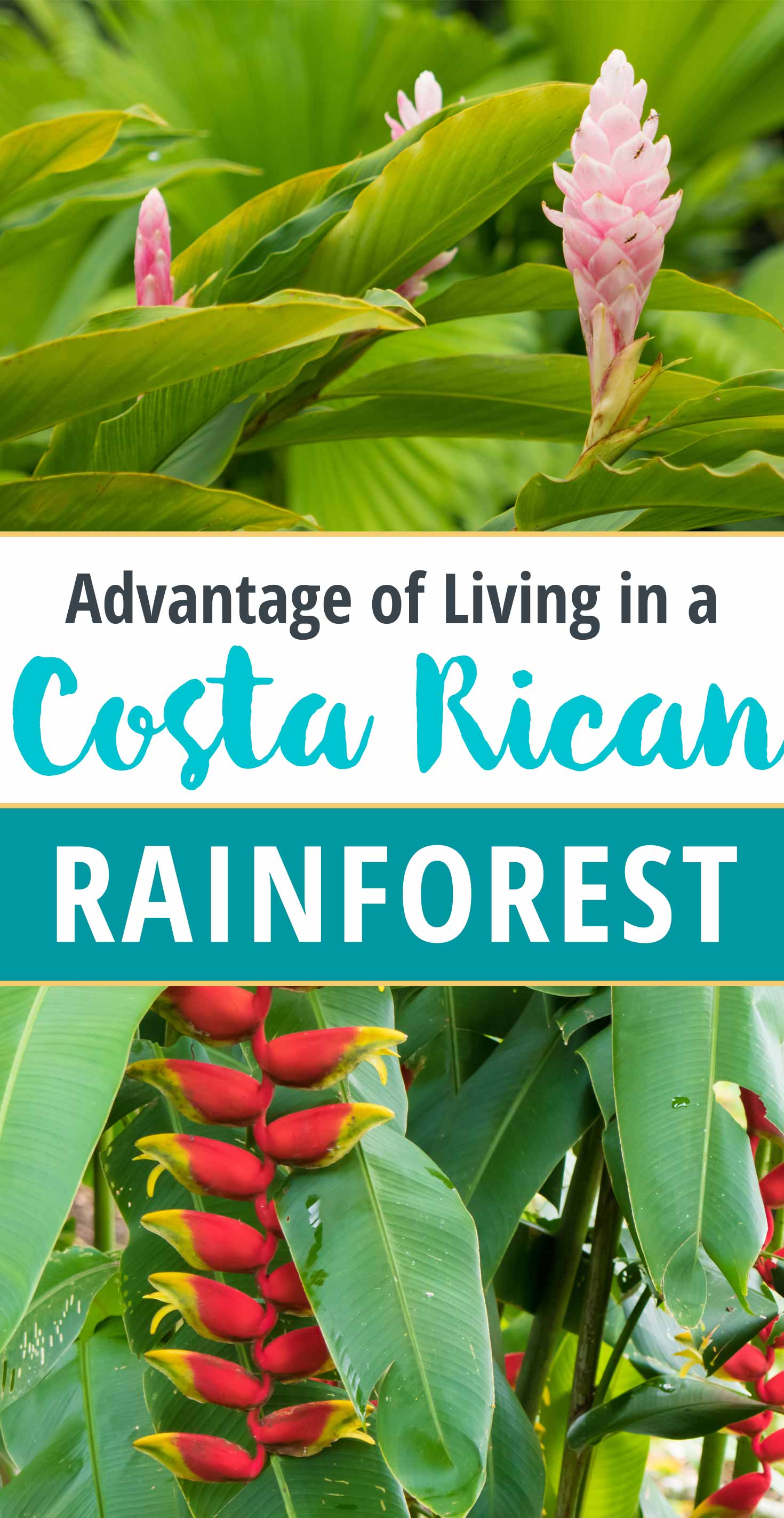 Advantage of Living in a Costa Rican Rainforest: Effortless Gardens!