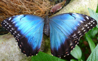 Butterfly Photos