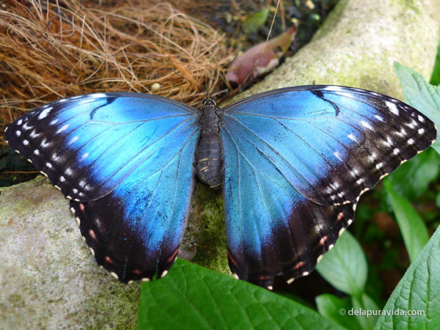 Blue Morpho Butterfly (Morpho Peleides)