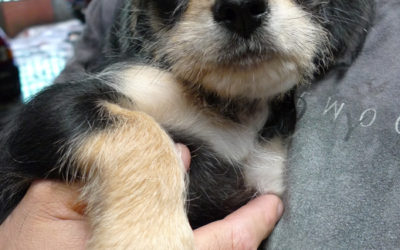 Pelulu Had Puppies!
