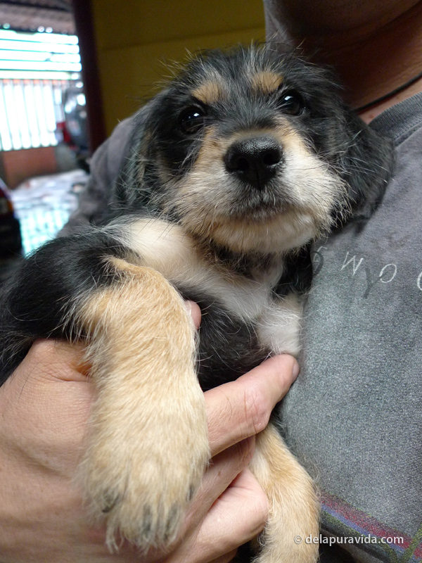 Costa Rican puppy