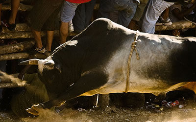 Costa Rican bullfighting – best sport ever!