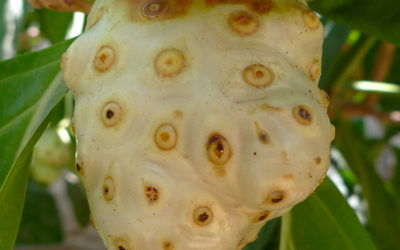 Noni fruit sucks!