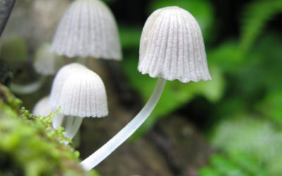 Photo: Costa Rica waterfall mushrooms