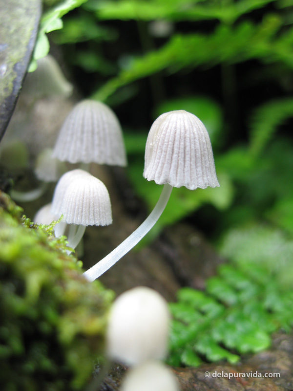 costa rica waterfall mushrooms