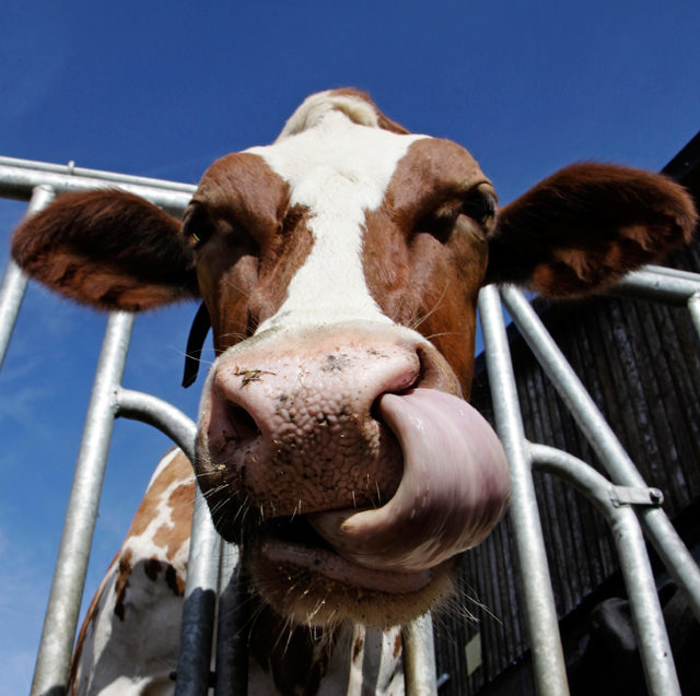 cow tongue