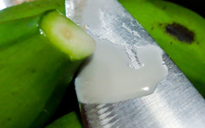 Super Secret Sauce Ingredient: Guineos!