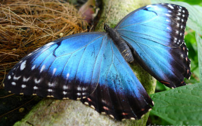 Teaching English in Costa Rica