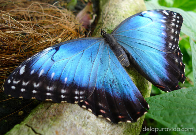blue butterfly