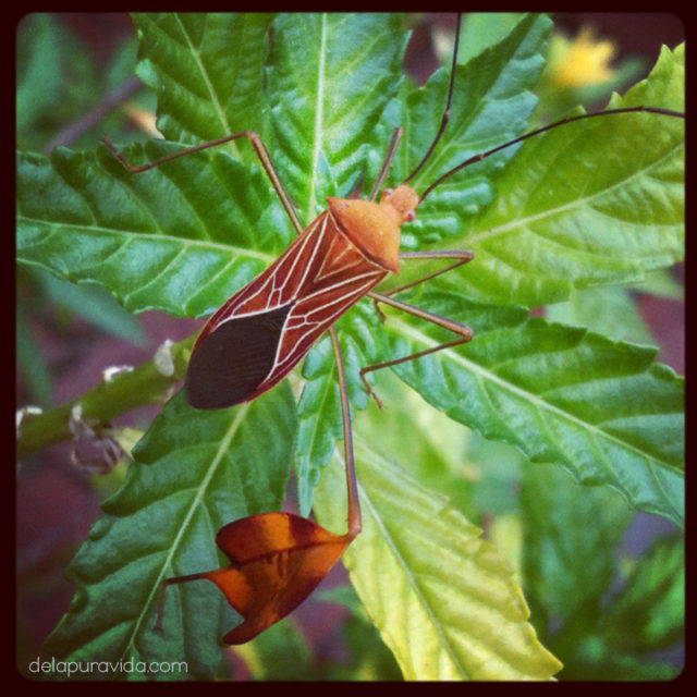 leaf footed bug costa rica