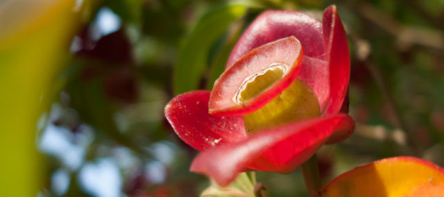 panoramic close up of a beautiful red flower in the costa rican jungle